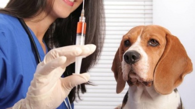 El consultorio veterinario móvil recorre los barrios de La Plata para vacunar a las mascotas: la agenda de esta semana