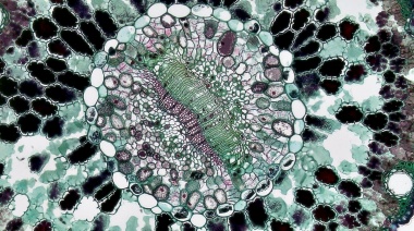 La Importancia del Ciclo Celular en la Biología y la Medicina: Fundamentos y Aplicaciones