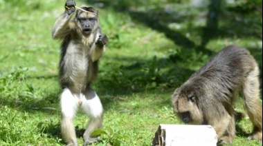 El Bioparque de La Plata reabriría sus puertas