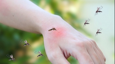 Detectaron una nueva variante del virus Dengue tipo 2 en el país, denominada genotipo II-Cosmopolita
