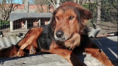 Una banda paraoficial "desde hace 15 años mata perros en la calle", y encima un concejal propone legalizar la masacre