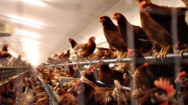 Preparan la muerte de 40 mil gallinas en Neuquén por temor a la gripe aviar