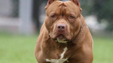 Un niño de ocho años murió tras ser atacado por un pitbull