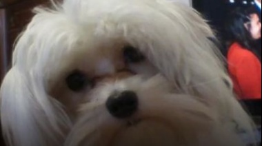 Denunciaron a una peluquería canina en la ciudad de La Plata por supuesto maltrato animal
