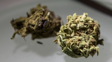 Comercializarán semillas de cannabis medicinal con tecnología del CONICET