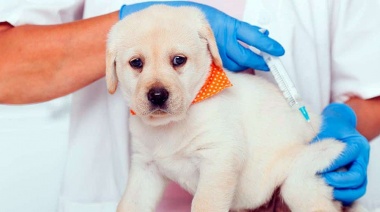 Los consultorios veterinarios de La Plata realizarán esta semana jornadas de vacunación antirrábica