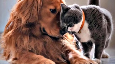 Informaron cuál es el cronograma semanal del programa de vacunación gratuito para mascotas en La Plata