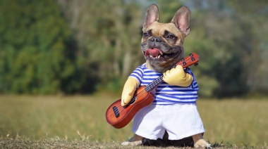 Veterinarios advirtieron por el riesgo que implica la "humanización" de las mascotas