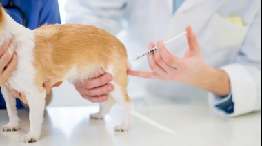 El consultorio móvil de La Plata para perros y gatos estará este miércoles, jueves y viernes en distintos puntos del Partido