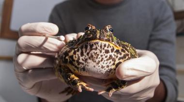 Un biólogo que investiga a los escuerzos, animales temidos y con mala fama, descubrió sus increíbles gritos secretos