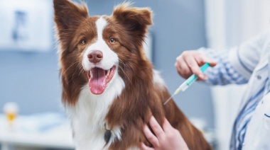 La Secretaría de Salud de La Plata llevará adelante una nueva jornada de atención veterinaria gratuita en distintas localidades