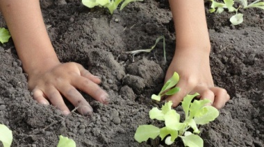 Avanza la implementación del programa "Huerta de Casa" en La Plata: ¿cómo inscribirse para tener una?