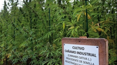 Ana Daneri: “La semilla del cáñamo es la semilla con mayores propiedades nutricionales que existe en el mundo"