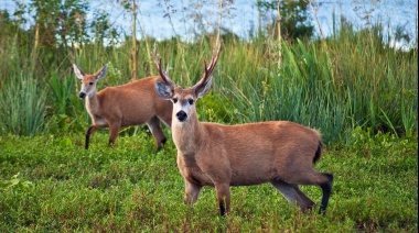 Discuten qué modelos de conservación deberían aplicarse: el caso del ciervo de los pantanos y la reintroducción del huemul