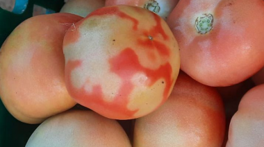 El SENASA declaró el alerta fitosanitario para todo el territorio argentino con respecto al virus rugoso del tomate