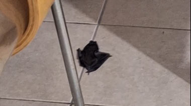 Visita inesperada en el interior de una casa de La Plata: un vecino se encontró un murciélago mientras se ponía las zapatillas