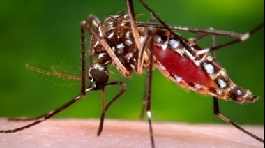 Según una investigación, en La Plata hay mosquitos que acarrean mutaciones genéticas responsables de evadir los efectos de los venenos