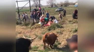 Volcó un camión cargado de vacas y la gente se abalanzó para carnearlas
