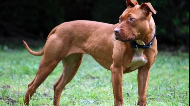 Una mujer fue atacada por un perro pitbull en La Plata 