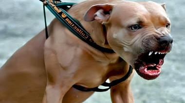 Tremendo ataque de un pitbull a cinco personas con dos heridos de gravedad: "Un policía le puso tres tiros y el perro seguía atacando"
