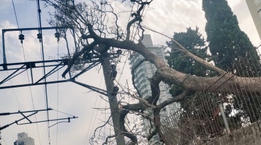 El Tren Roca normalizó su servicio tras la caída de un árbol sobre las vías