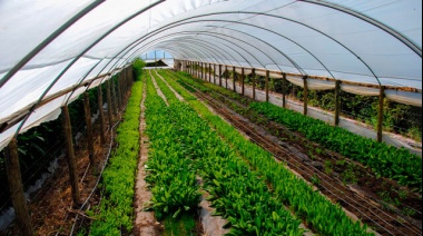 El Consejo Consultivo para el Desarrollo de La Plata pide medidas urgentes para el cordón flori-fruti-hortícola