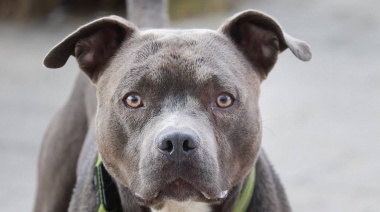 Una joven fue víctima de un brutal ataque de tres perros de raza pitbull en La Plata