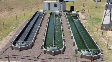 Pusieron en marcha la primera planta argentina para el tratamiento de aguas mediante el uso de microalgas
