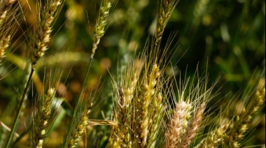 Registraron oficialmente una nueva variedad de trigo pan creada en una chacra experimental bonaerense