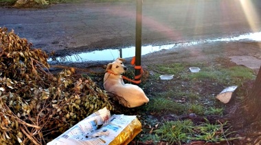 Abandonaron a un perro en La Plata, lo ataron a un poste y un vecino lo rescató