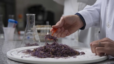 En La Plata elaboraron un ingrediente para la fabricación de un queso más sustentable