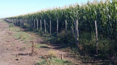 Pehuajó y otros distritos bonaerenses recibirán subsidios por la emergencia agropecuaria