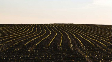 Investigadores de La Plata trabajan en un proyecto que busca modificar las prácticas de la agricultura tradicional