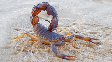 La llegada del calor es una época propicia para la aparición de alacranes: recomendaciones a tener en cuenta