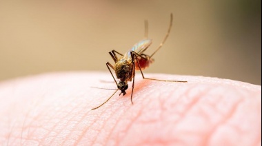 Llega el verano, reaparecen los mosquitos y vuelve la clásica pregunta: ¿hay personas más propensas a ser picadas que otras?