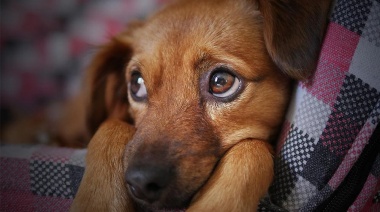 El Conicet creó una herramienta para identificar o predecir la aparición de variantes del parvovirus canino