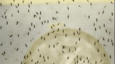 ¿Hasta cuándo va a durar esta ola de "mosquitos plaga"?
