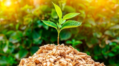 Especialistas de La Plata investigan las formas comprobables y medibles en que un árbol puede producir energía