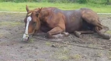 Falleció una mujer por encefalitis equina, la primera víctima mortal registrada en la provincia de Buenos Aires