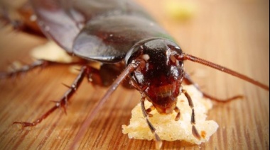 Llevan 280 millones en la Tierra y son más rápidas que los humanos, ¿cómo combatir a las cucarachas de forma natural?