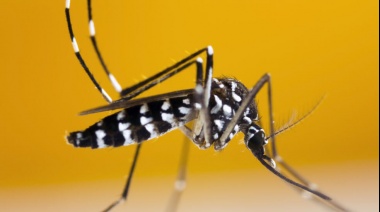 Los contagios de Dengue subieron 37% en una semana en la provincia de Buenos Aires
