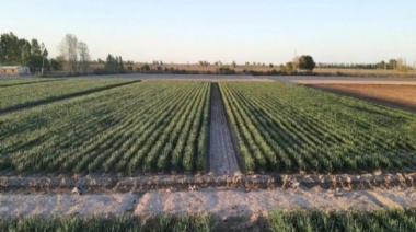 Luego de rechazar la cautelar contra la derogación de la ley de tierras, el juez federal Alberto Recondo revirtió su medida