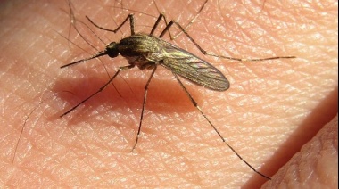Una nueva ola de mosquitos se expande en La Plata y el gran Buenos Aires