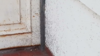 Un especialista de La Plata asegura que la invasión de mosquitos en la ciudad será "muy importante" por dos semanas