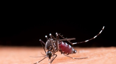 La gran mayoría de los casos de dengue notificados en Argentina durante el último tiempo son autóctonos