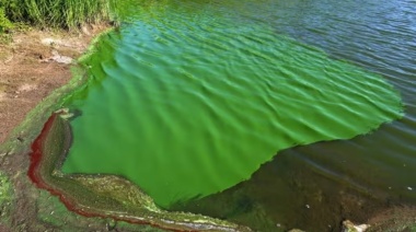 Controlarán la presencia de cianobacterias en los lagos de La Plata