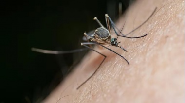 La Municipalidad de La Plata declaró un brote de dengue en la ciudad