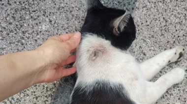 Detuvieron al hombre que le disparó a un gato en La Plata con un rifle de aire comprimido