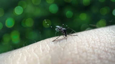 ¿Cuáles son los síntomas y cómo actuar ante un caso de dengue en La Plata?