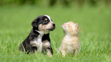 Esta semana harán en forma gratuita jornadas de "vacunación antirrábica y desparasitación de animales" en Los Hornos y Gonnet